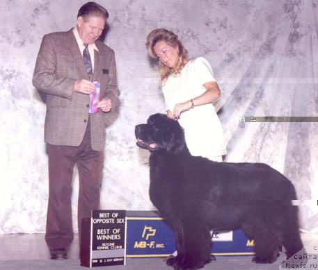 Фото: ньюфаундленд Midnight Lady's Diorissimo