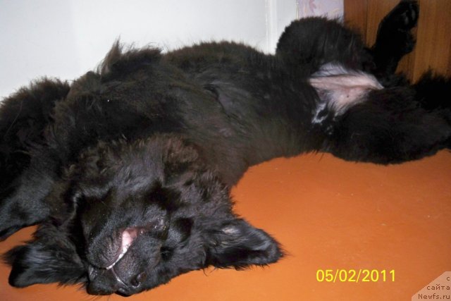 Фото: ньюфаундленд Смигар Волна Успеха