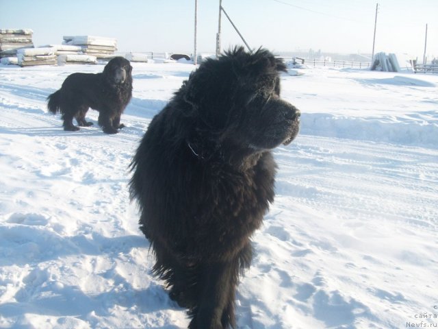 Фото: ньюфаундленд Ярада из Сибирской Глубинки (Yarada iz Sibirskoy Glubinki)