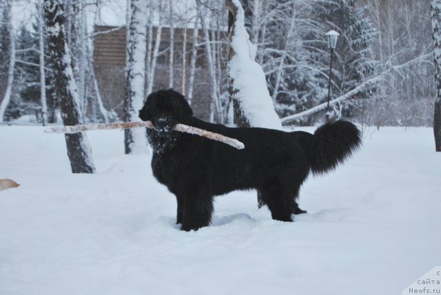 Фото: ньюфаундленд Формула Любви от Сибирского Медведя