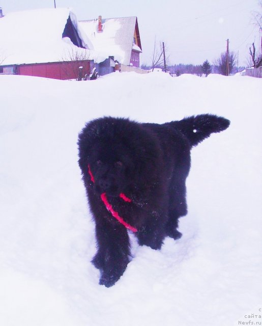 Фото: ньюфаундленд Их Высочество Владлена Маджикс