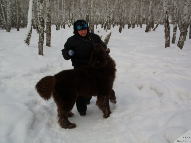 Фото: ньюфаундленд Черный Шарм Амбер Бест Дог ФО Марлеон, Татьяна Шайдук