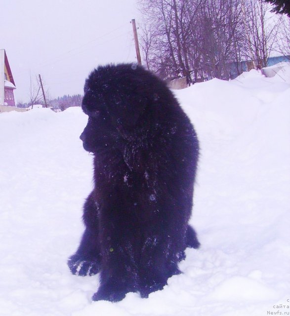 Фото: ньюфаундленд Их Высочество Владлена Маджикс