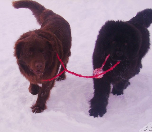 Фото: ньюфаундленд Их Высочество Владлена Маджикс