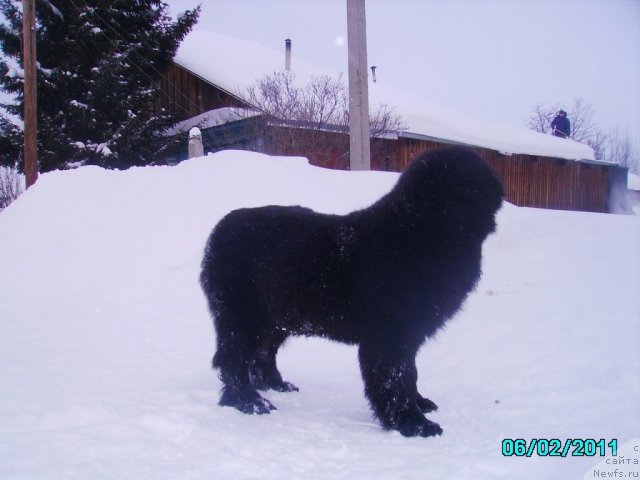 Фото: ньюфаундленд Их Высочество Владлена Маджикс