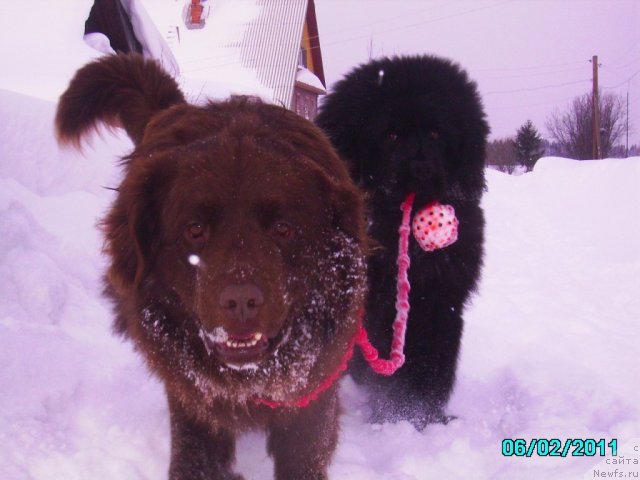 Фото: ньюфаундленд Их Высочество Владлена Маджикс