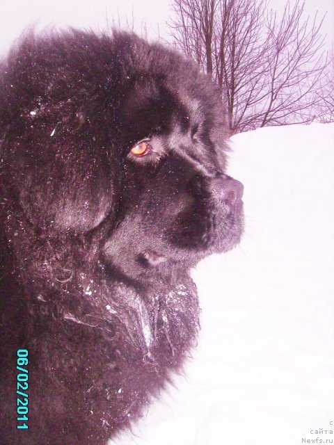 Фото: ньюфаундленд Их Высочество Владлена Маджикс