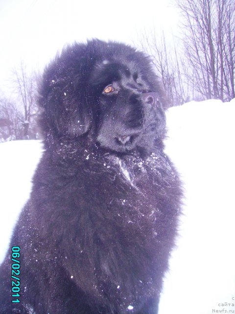 Фото: ньюфаундленд Их Высочество Владлена Маджикс
