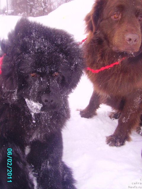 Фото: ньюфаундленд Их Высочество Владлена Маджикс