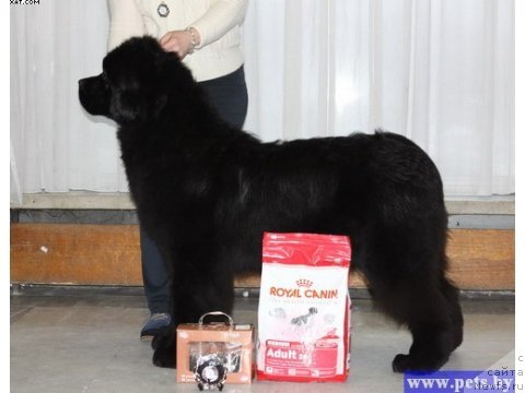 Фотография № 58755