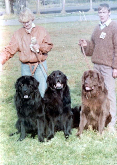 Фото: ньюфаундленд Есаул (Esaul), ньюфаундленд Юликс (Julix), ньюфаундленд Арго Браун