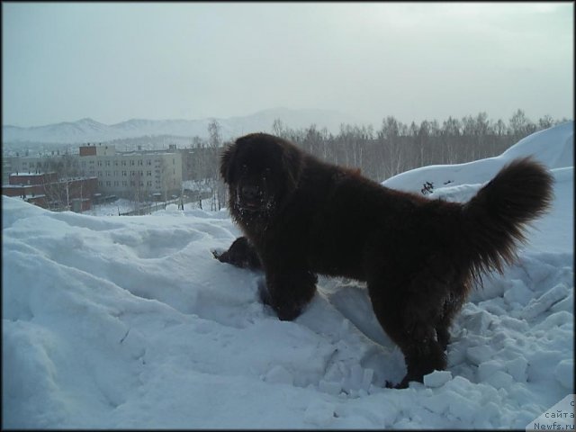 Фото: ньюфаундленд Черный Шарм Абрикосовая Карамель