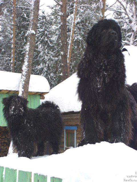 Фото: ньюфаундленд Барышня, Ефросинья
