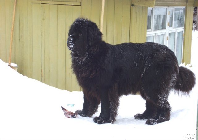 Фото: ньюфаундленд Акин Соул София