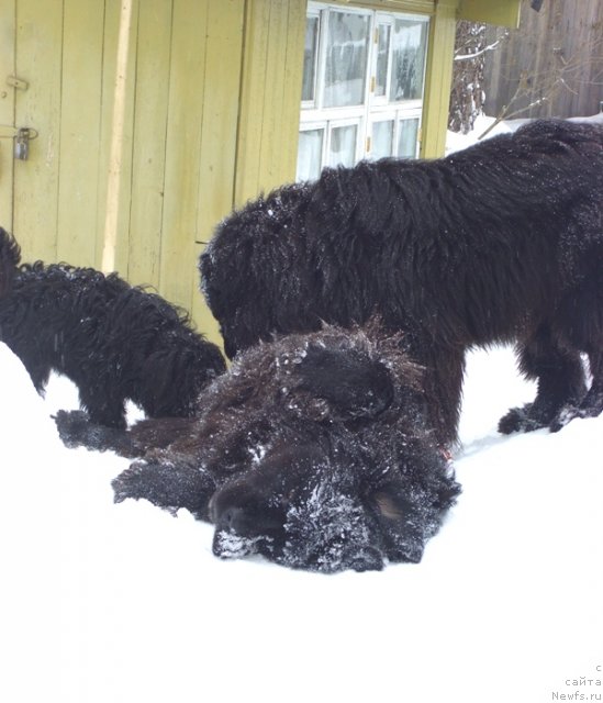Фото: ньюфаундленд Акин Соул София, ньюфаундленд Барышня
