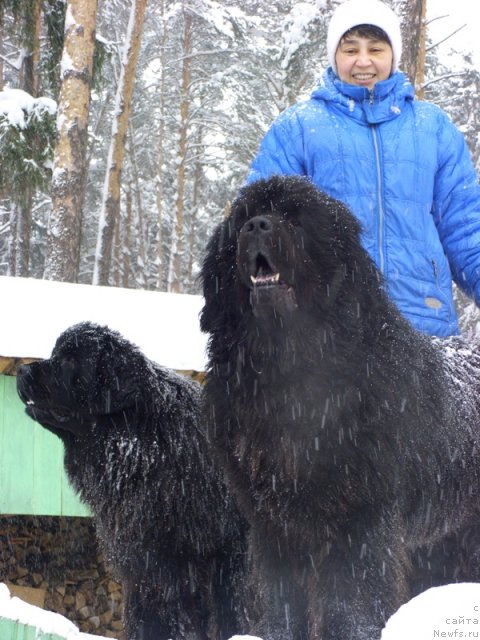 Фото: ньюфаундленд Анджел Викториус, Галия Гизатуллина