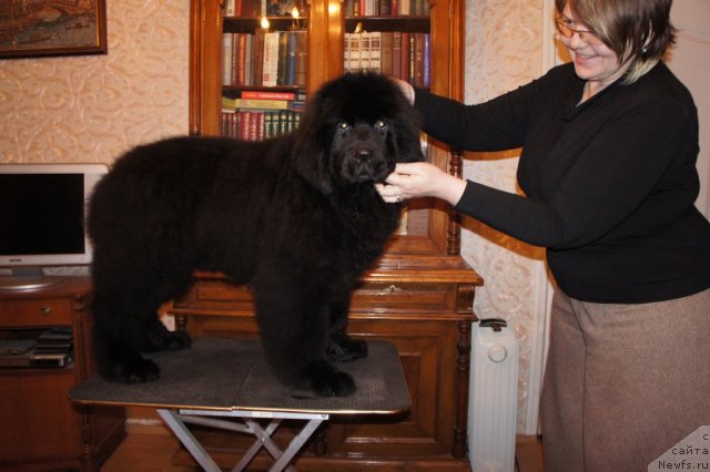 Фото: ньюфаундленд Смигар Галакси Шелл Вин (Smigar Galaxsy Shall Win), Власта Беззубченко