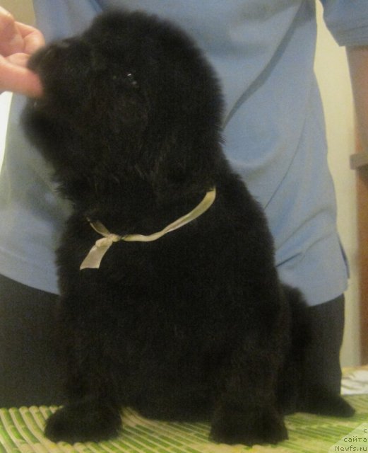 Фото: ньюфаундленд Уютная Долина Бьютифул Стар Фаворит