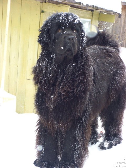 Фото: ньюфаундленд Барышня