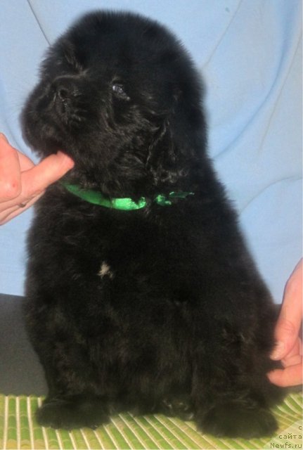 Фото: ньюфаундленд Уютная Долина Бибигон Брейв Кид