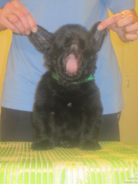 Фото: ньюфаундленд Уютная Долина Бибигон Брейв Кид