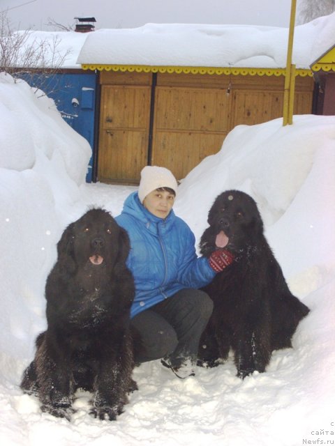 Фото: ньюфаундленд Лесная Сказка Лунная Соната, ньюфаундленд Барышня, Галия Гизатуллина