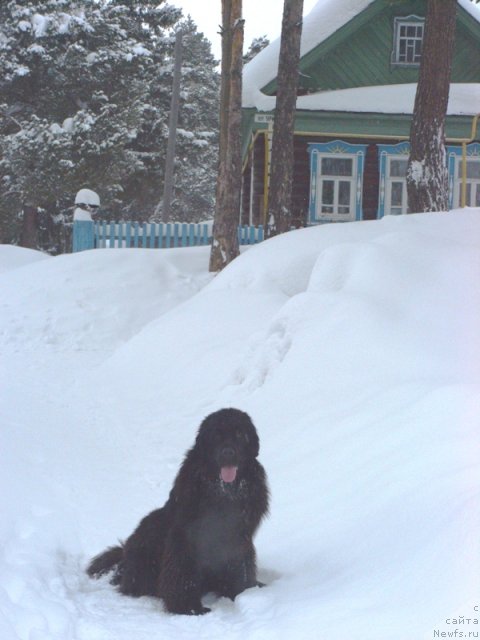 Фото: ньюфаундленд Барышня