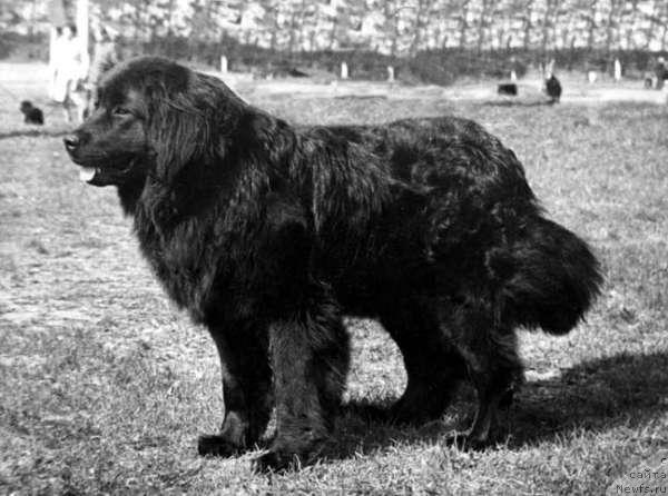 Фото: ньюфаундленд Жолли Жакольд