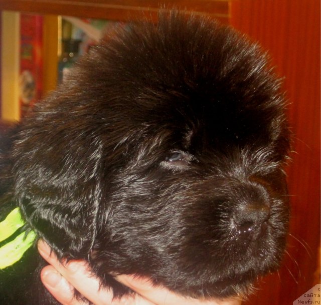 Фото: ньюфаундленд Уютная Долина Бадди Харт Форевер