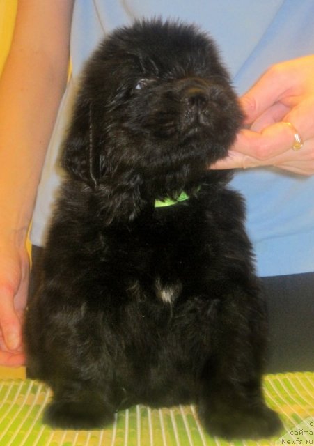 Фото: ньюфаундленд Уютная Долина Бадди Харт Форевер