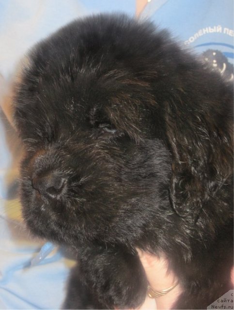 Фото: ньюфаундленд Уютная Долина Бест оф зе Бест