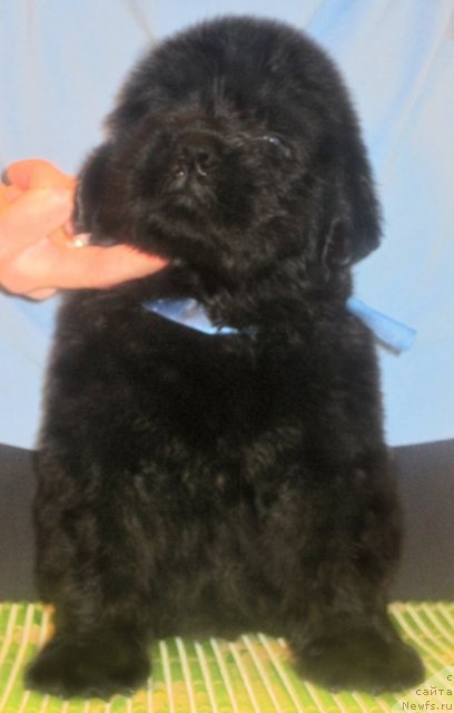 Фото: ньюфаундленд Уютная Долина Бест оф зе Бест