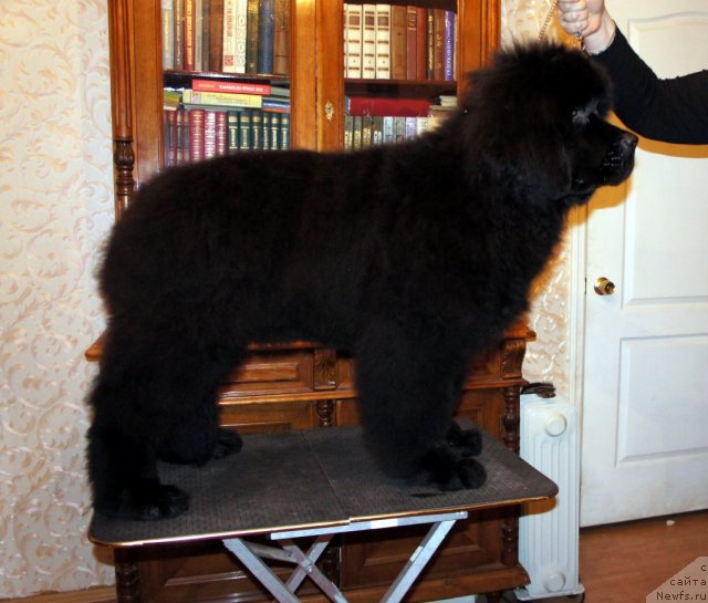 Фотография № 58811