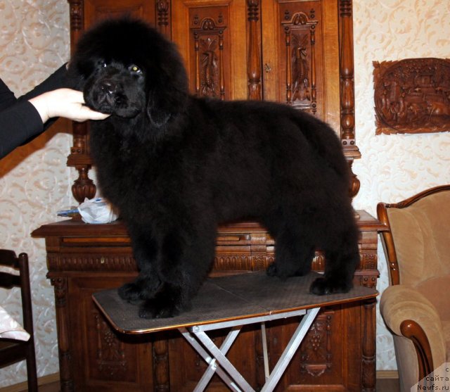 Фото: ньюфаундленд Смигар Галакси Шелл Вин (Smigar Galaxsy Shall Win)