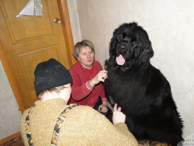 Фото: ньюфаундленд Большая Удача