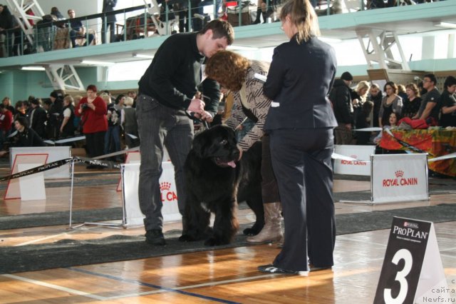 Фото: ньюфаундленд Потап Юнитер