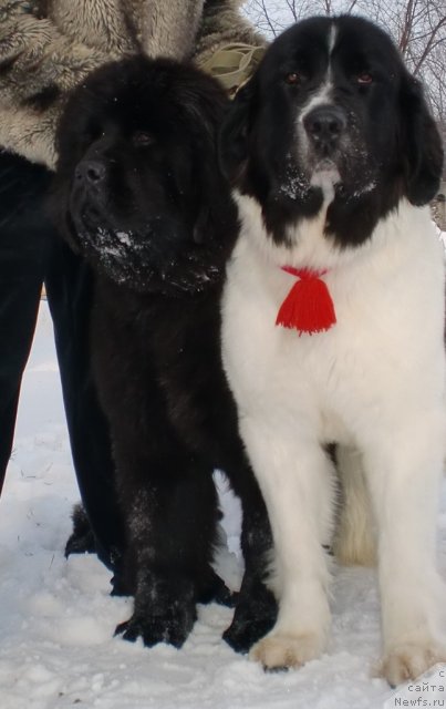 Фото: ньюфаундленд Их Высочество Гиацинта Бриз