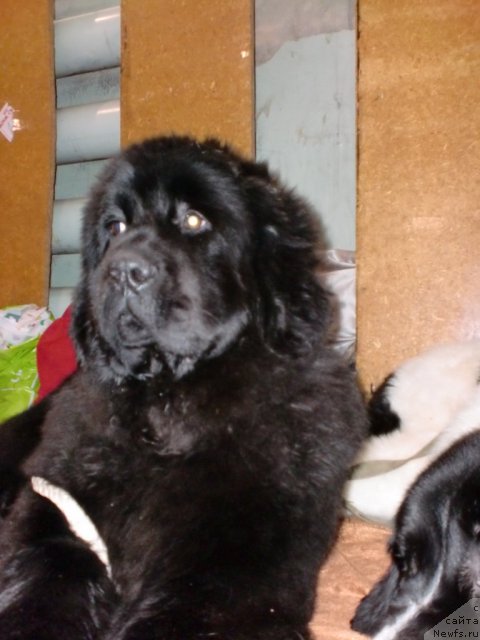 Фото: ньюфаундленд Их Высочество Гиацинта Бриз