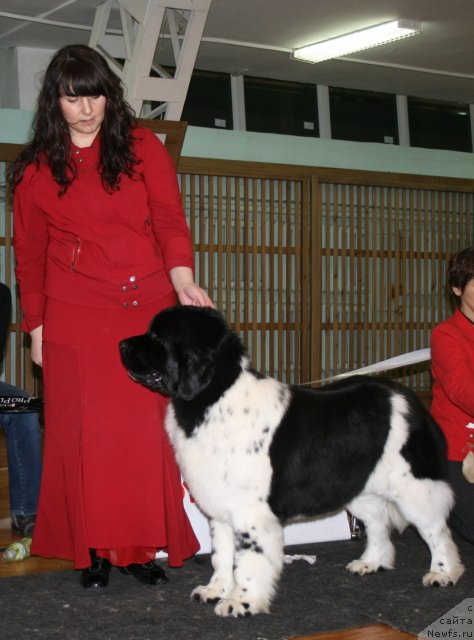 Фото: ньюфаундленд Фиаметтахауз Мартини Бьянка (Fiamettahauz Martini Bianka), Юлия Куприянова