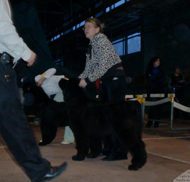 Фото: ньюфаундленд Изумруд Моей Души, ньюфаундленд Их Высочество Гиацинта Бриз