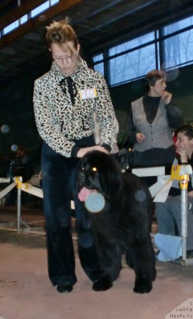 Фото: Ольга Трапезникова, ньюфаундленд Их Высочество Гиацинта Бриз