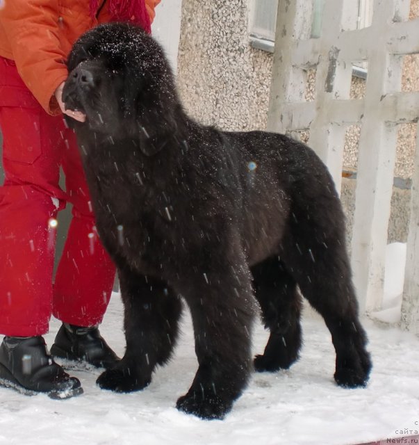 Фото: ньюфаундленд Их Высочество Гиацинта Бриз
