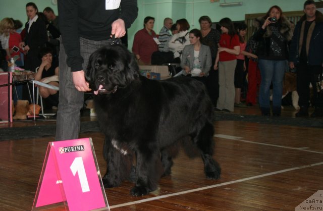 Фото: ньюфаундленд Потап Юнитер