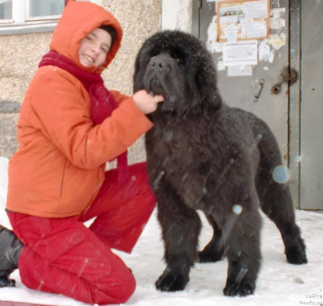 Фото: ньюфаундленд Их Высочество Гиацинта Бриз