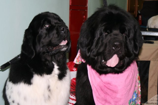 Фото: ньюфаундленд Фиаметтахауз Мартини Бьянка (Fiamettahauz Martini Bianka), ньюфаундленд Потап Юнитер