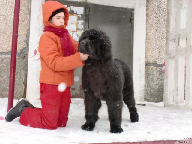 Фото: ньюфаундленд Их Высочество Гиацинта Бриз