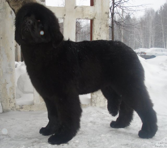 Фото: ньюфаундленд Их Высочество Гиацинта Бриз