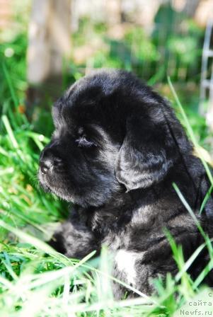 Фото: ньюфаундленд Сент Джонс Мон Плезир