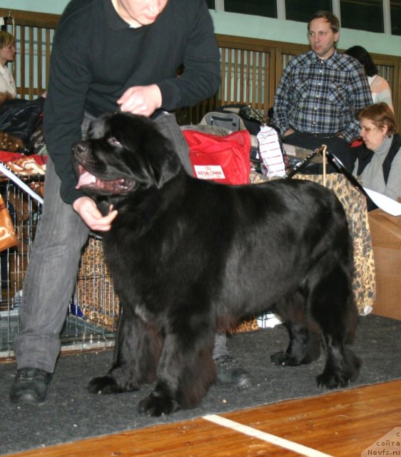 Фото: ньюфаундленд Потап Юнитер