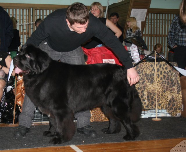 Фото: ньюфаундленд Потап Юнитер